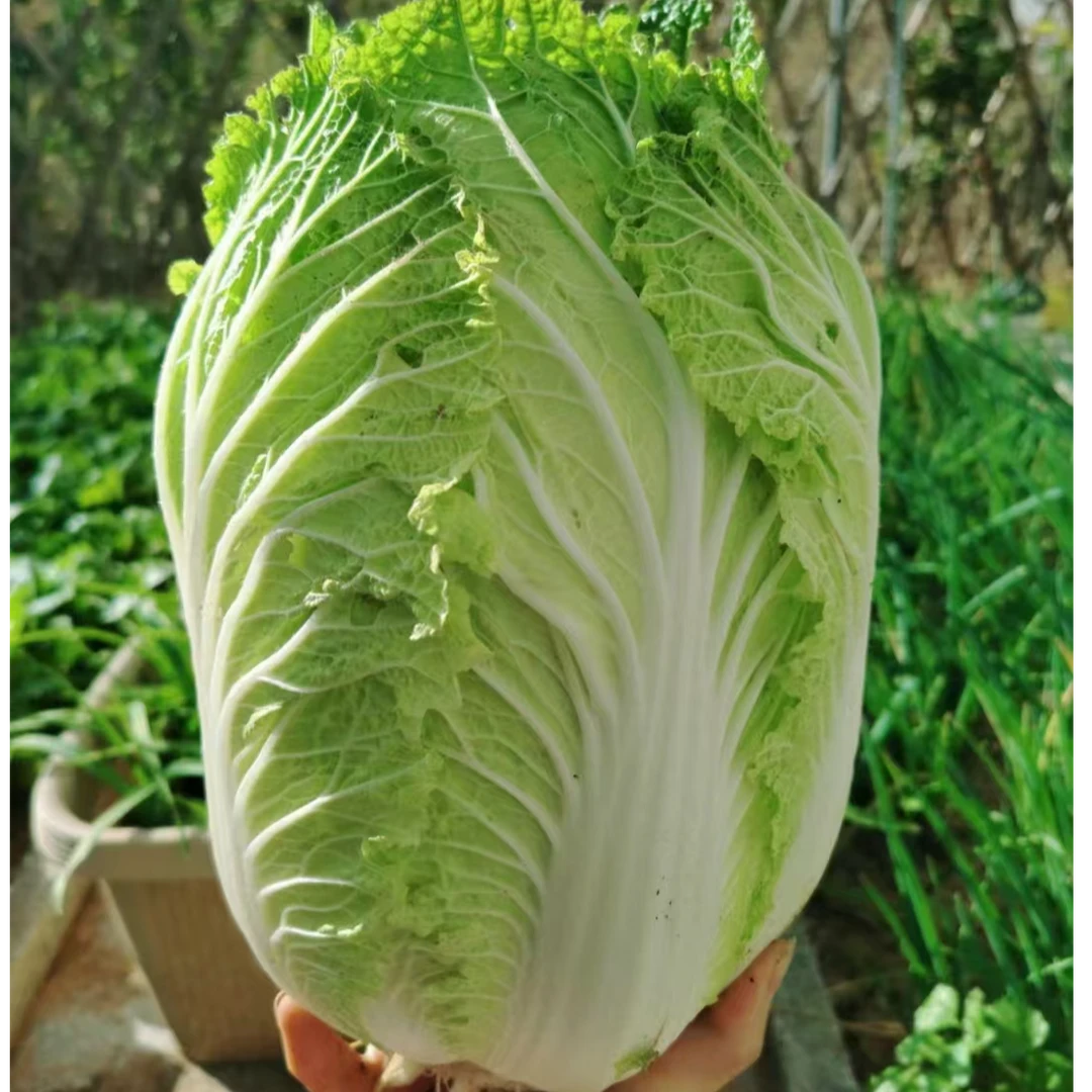 晓龙优选 阿坝川西高原【大白菜】农家蔬菜新鲜现摘露天生长天然