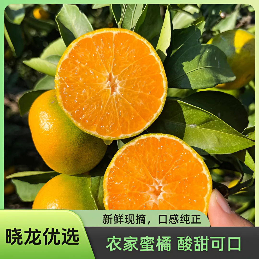 晓龙优选 四川[蜜橘]新鲜现摘现发天然酸甜多汁