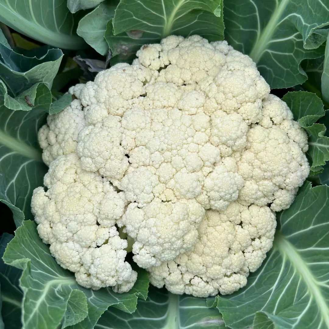 四川农家新鲜花菜青梗散花菜现摘现发优质蔬菜水果