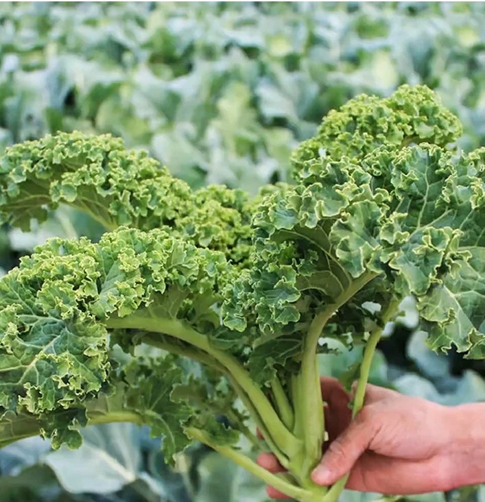 羽衣甘蓝种子食用观赏卷叶冬春季耐寒蔬菜种子四季阳台