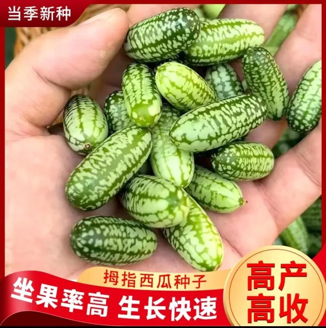 拇指西瓜种子迷你蔬菜可吃四季阳台种小拇指西瓜高产