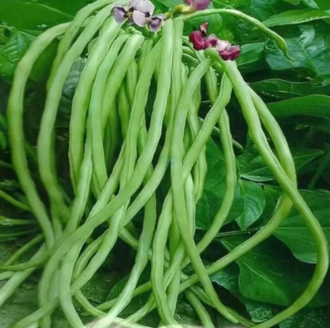 无架豇豆种子春夏秋季不搭架豇豆四季庭院盆栽蔬菜种孑