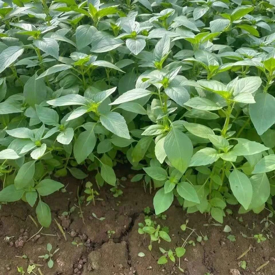 大叶荆芥种子河南香芥菜春季四季生味鲜阳台盆栽菜种子