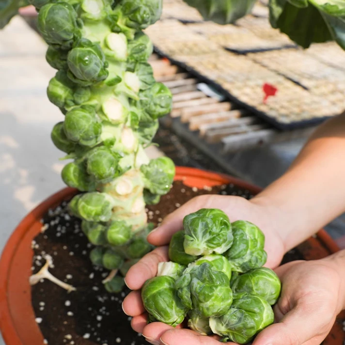 【孢子甘蓝种子】盆栽地栽观赏食用蔬菜春秋播蔬菜种子阳台种植