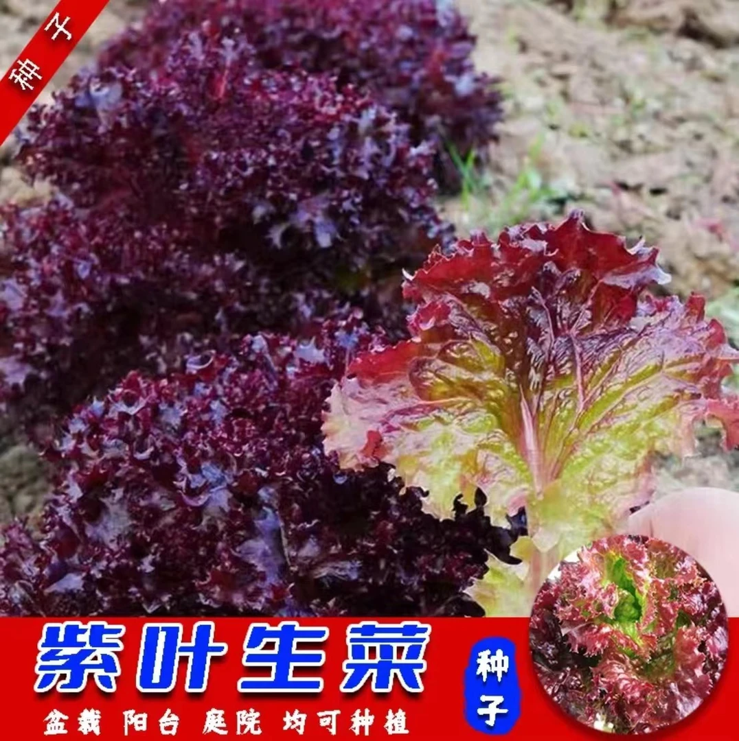 紫叶生菜种子四季阳台盆栽庭院小院可口可涮可拌可炒