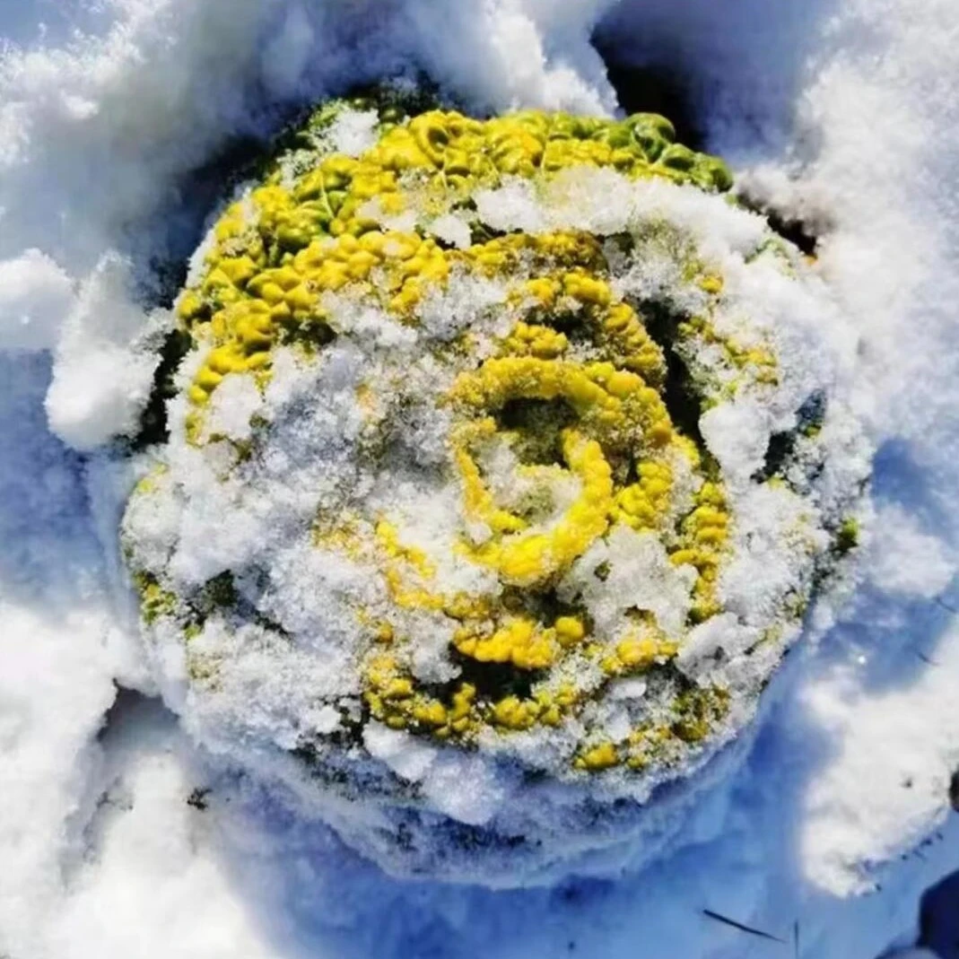 黄心乌塌菜种子乌塌易栽培耐寒叶大肥厚纤维少乌塌菜子