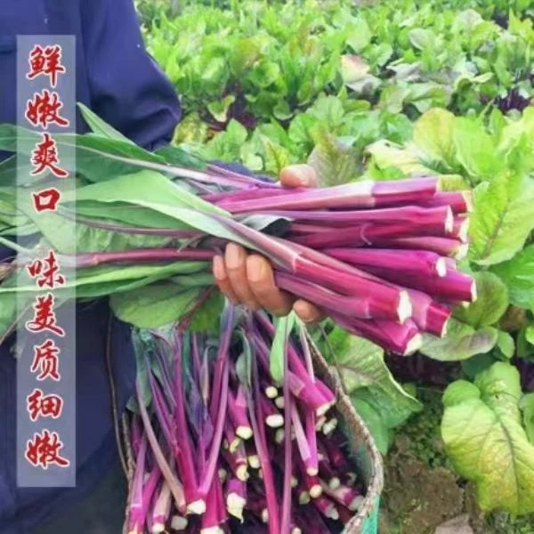 红菜苔种子菜心十月红紫菜苔红菜苔家庭四季阳台庭院