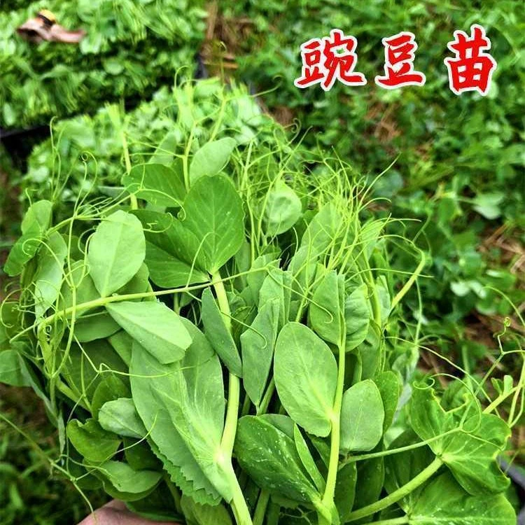 豌豆尖种子豆苗青菜芽苗菜四季蔬菜种子简单菜园阳台种植