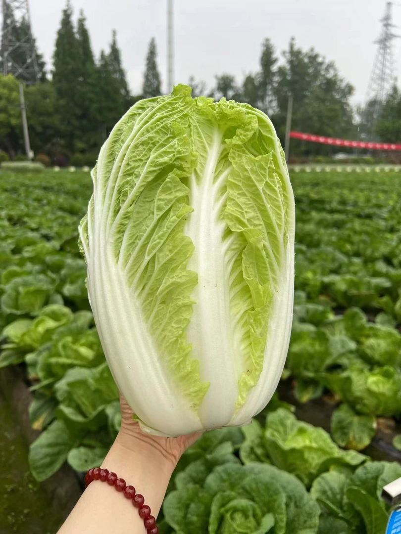 抗热夏阳白菜种子播庭院阳台蔬菜娃娃青菜抗热耐寒秋季易种生长快