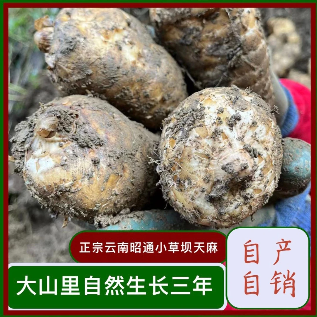云南昭通小草坝天麻小小果