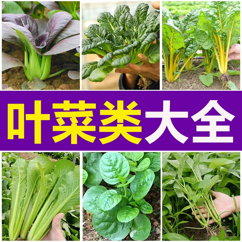 叶菜类种子四季蔬菜种子大全生菜芹菜香菜香葱青菜阳台盆栽庭院种