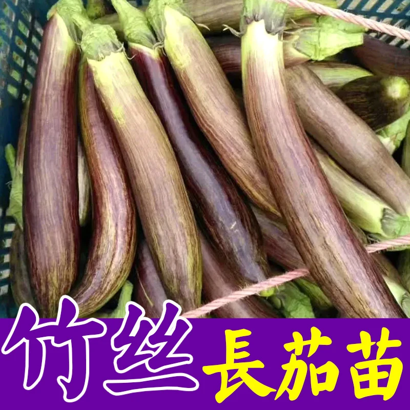竹丝长茄苗子种子黑长茄苗杭茄紫圆茄苗青茄苗蔬菜苗盆栽带土种植