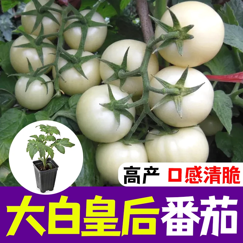 大白皇后番茄苗子种子樱桃番茄种子苗西红柿种子蔬菜种苗种籽盆栽