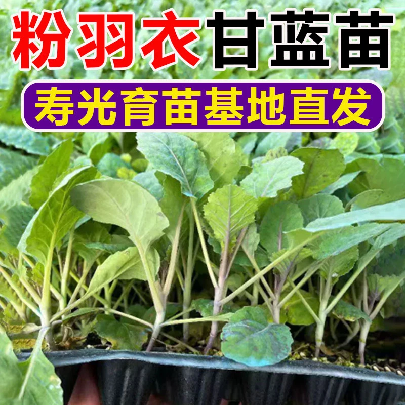 粉羽衣甘蓝种子种苗羽叶甘蓝种子阳台盆栽易种四季可播