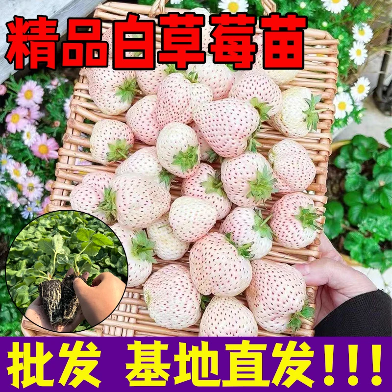 白草莓苗盆栽带土四季奶油草莓秧苗种籽可食用阳台种植
