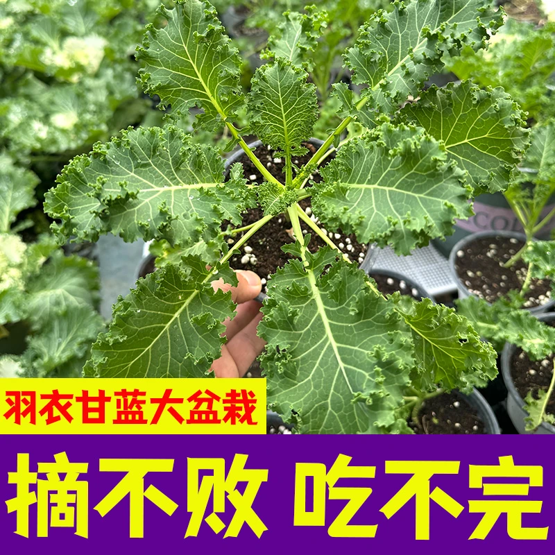 绿羽衣甘蓝苗秧带土球耐寒紫羽衣苗子观赏食用四季盆栽阳台蔬菜苗