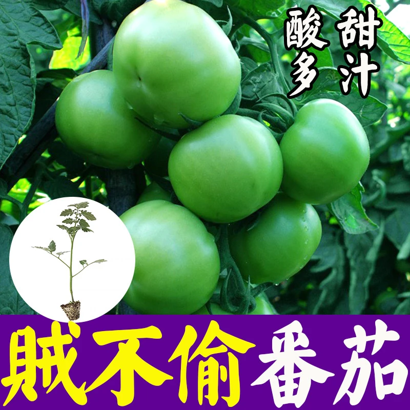 贼不偷番茄苗子种子番茄种子种籽农家毛粉水果西红柿苗子蔬菜种孑