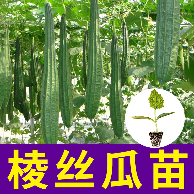 棱丝瓜苗子种子早熟丝瓜种籽巨推荐型春秋四季田园庭院蔬菜种子