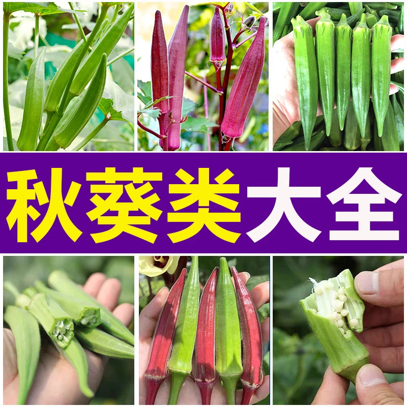 各种秋葵种子四季高产绿秋葵种籽南北方耐寒防冻阳台盆栽蔬菜种籽