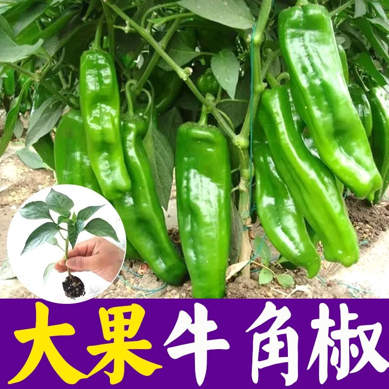 特大牛角椒种子大果羊角青椒尖椒辣椒苗种籽微辣新品种春季蔬菜孑