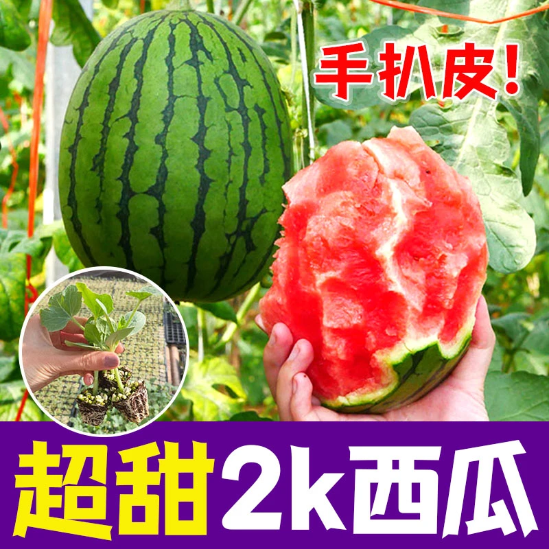 2k西瓜苗子种子西瓜苗甜王懒汉无籽瓜小凤早熟大棚四季阳台盆栽