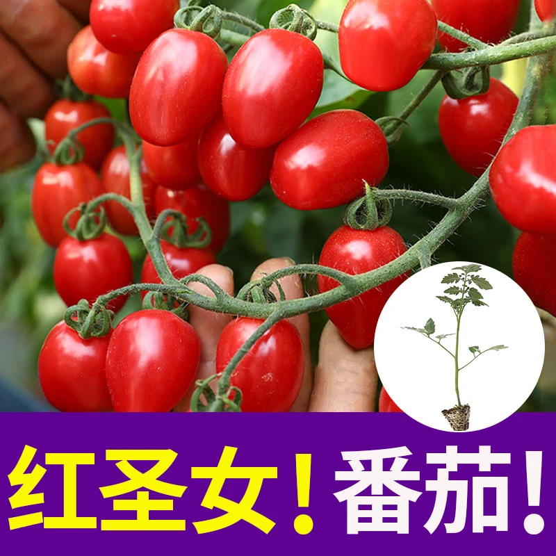 红圣女番茄苗子种子秧绿宝石樱桃西红柿种籽孑子春天圣女果苗