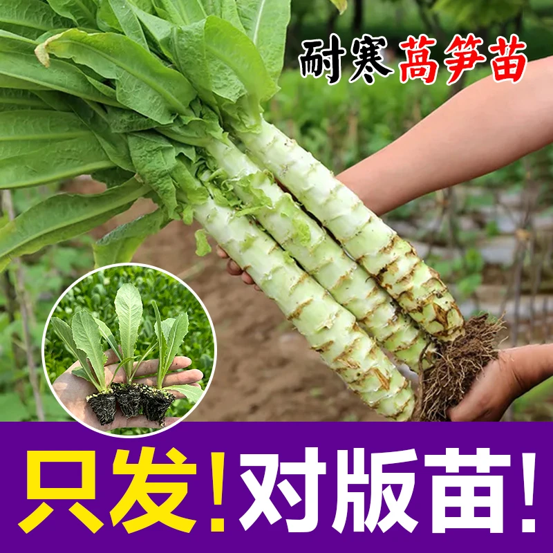 耐寒莴笋苗子青皮青肉香葛笋种籽高产耐热耐寒春秋冬蔬菜种子大全