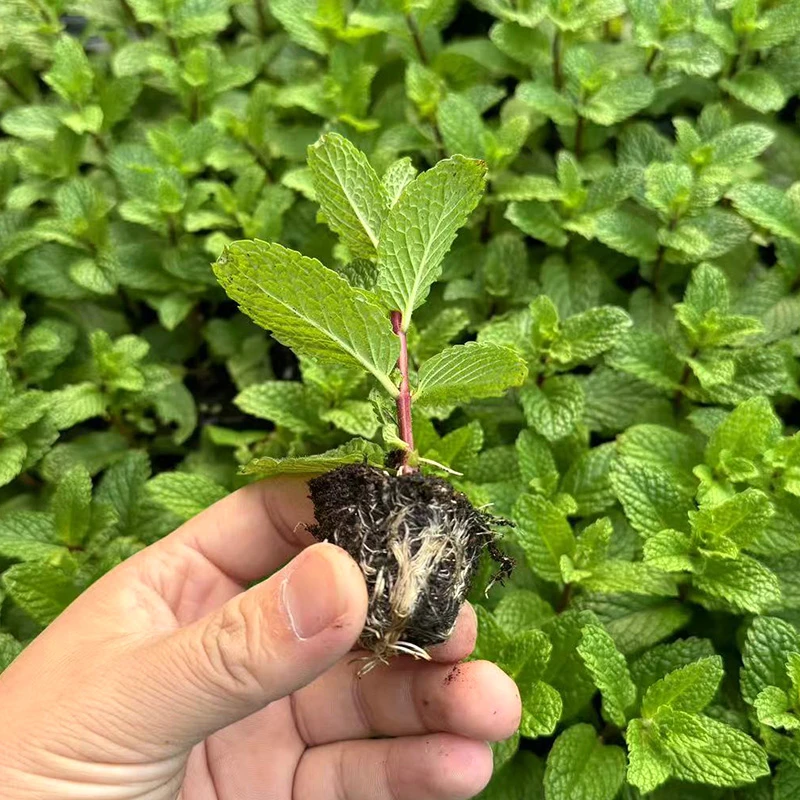 食用薄荷苗留兰香柠檬苗四季播种室内阳台盆栽花种