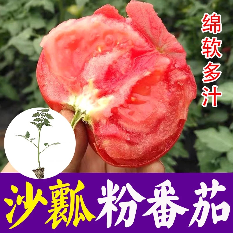 沙瓤大粉番茄沙瓤番茄苗子种子西红柿圣女果苗种苗阳台盆栽苗