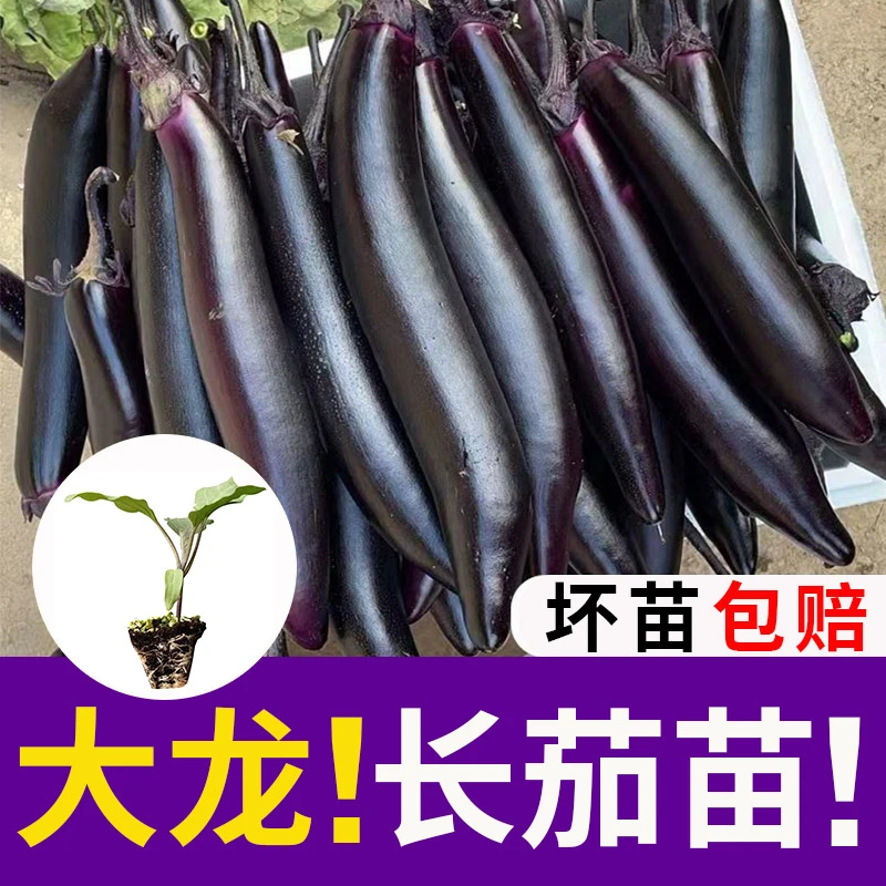 大龙长茄苗紫把长茄苗秧紫黑茄子幼苗紫茄子种子籽嫁接四季蔬菜苗