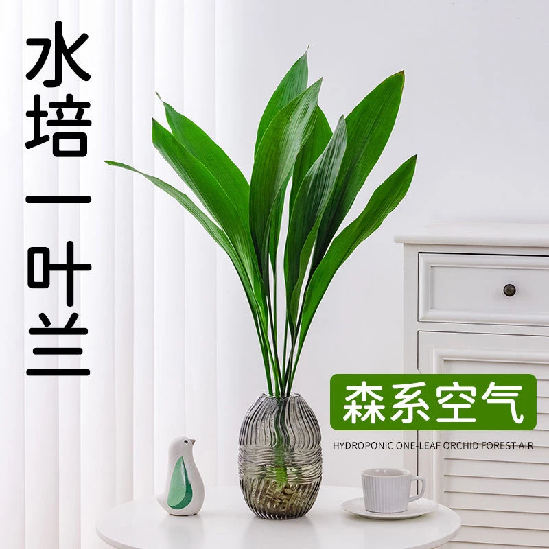 水培一叶兰绿植室内盆栽四季常青客厅网红水养懒人植物好养活花卉