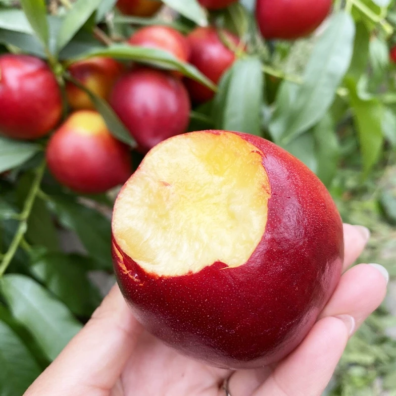 【乡村蔬菜生鲜】新鲜采摘