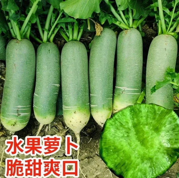 潍坊水果萝卜，脆甜爽口，现拔现发！