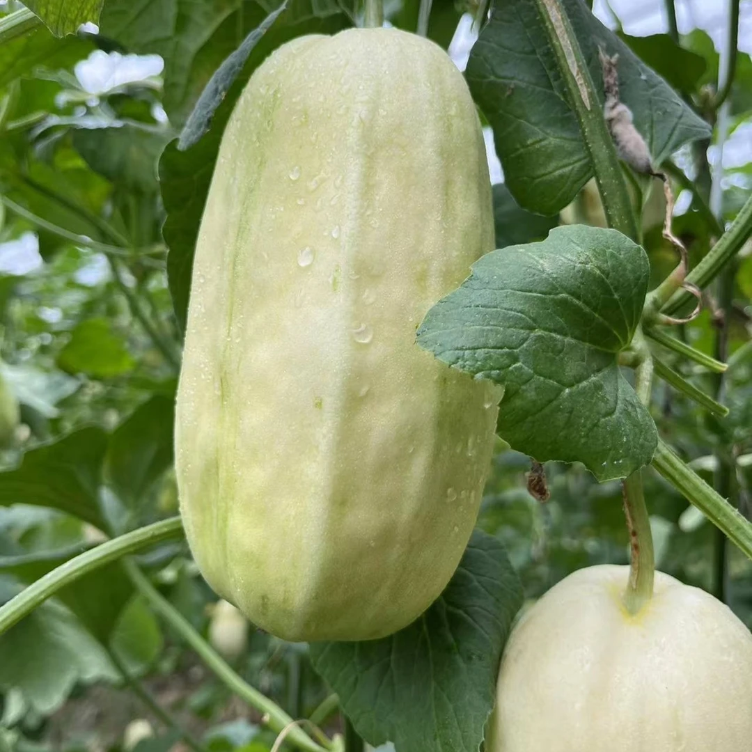 老式香菜瓜-香甜可口 净重5斤±2两