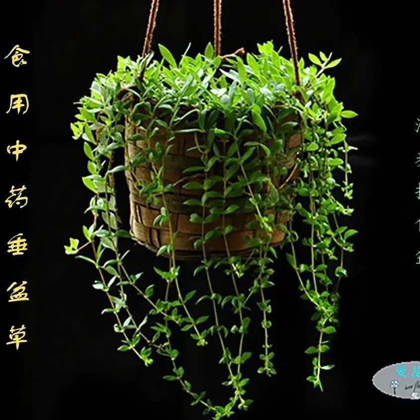 可食用垂盆草吊兰四季悬挂绿植室内阳台编织花盆阳光野生垂吊植物