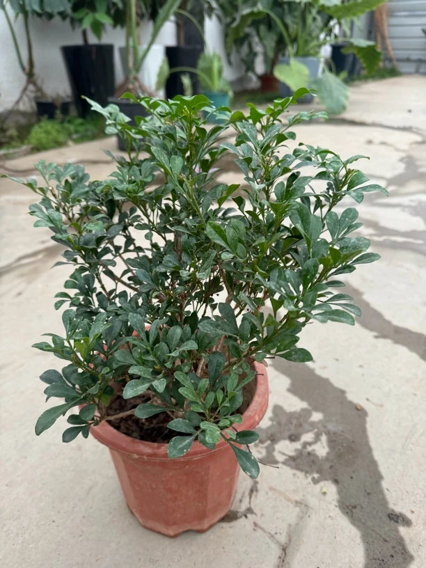 精品米兰两盆包邮