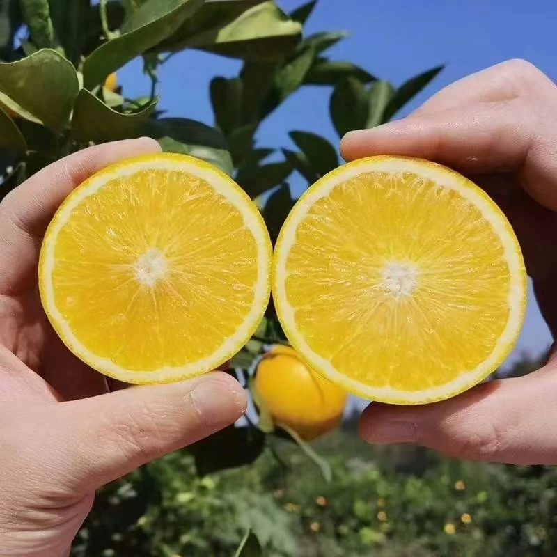 永兴冰糖橙冰糖柑甜橙好吃的橙子柑橘送礼佳品现摘现发包邮