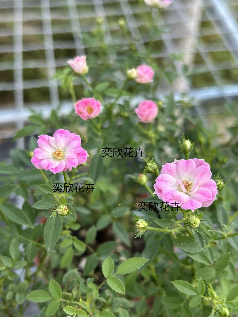 微月 桃姬 粉色花 小花小叶 迷你 茶台小宠