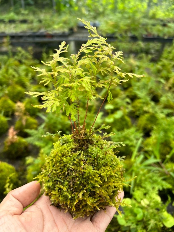 苔玉黄金蕨 会变色的蕨