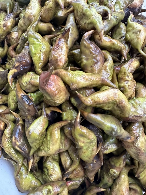 大纵湖菱角一斤