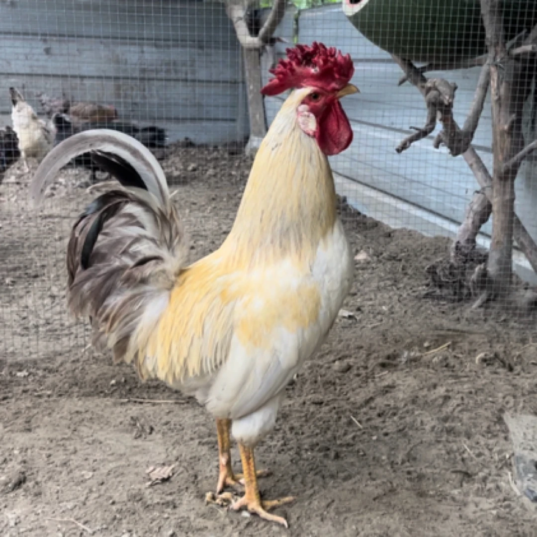 鹊山鸡散养 放养 生鲜鸡肉 整鸡 肉质鲜美 1-40号 包邮