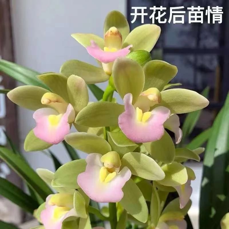 【带花苞】高端精品【香水香兰】浓香型兰花室内好养花卉开花植物花香