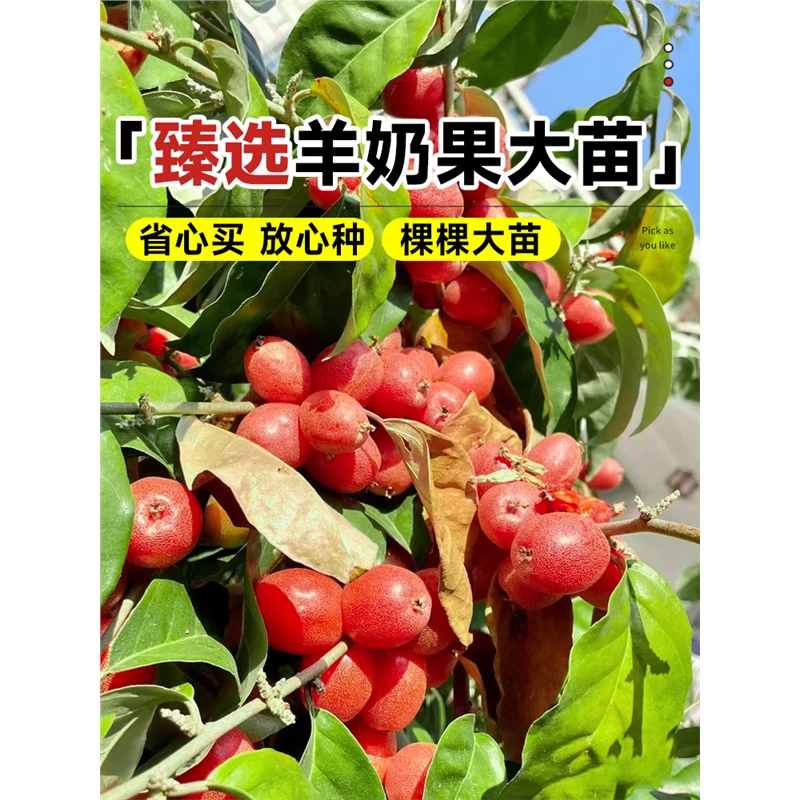 羊奶果苗嫁接盆栽特大鲜果德甜二号胡颓子果树果苗南北方庭院好养