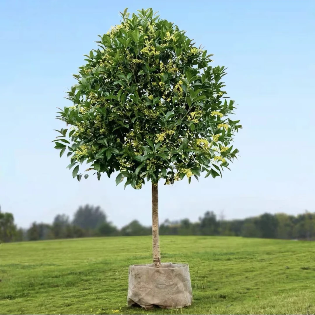 桂花树苗盆栽四季桂金桂浓香型花卉四季开花室内庭院地栽好养绿植