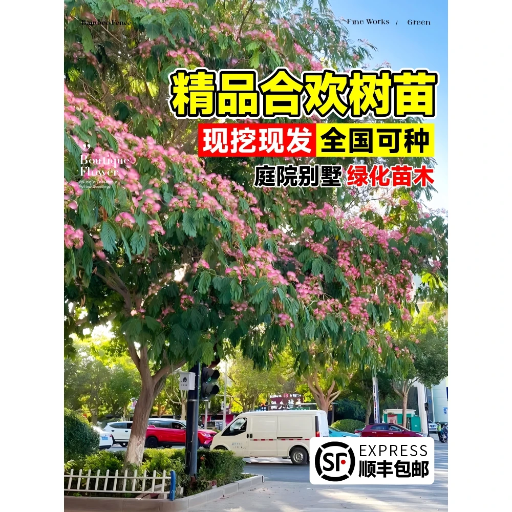 合欢花树苗绒花树行道风景大树庭院耐寒旱工程绿化乔木南北方种植