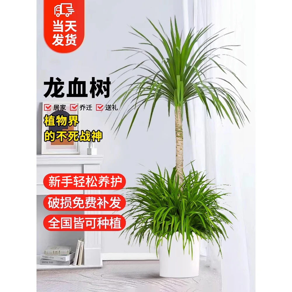 龙须树大型绿植多头龙血树龙铁树发财树室内客厅盆栽花卉植物盆景