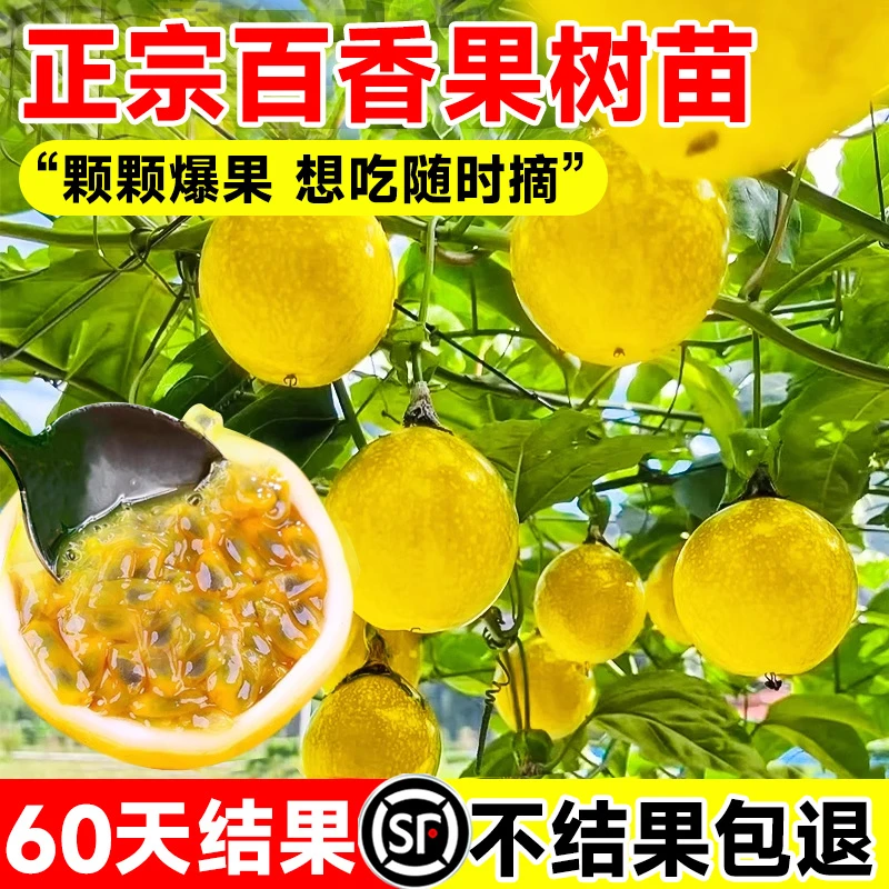 钦蜜9号黄金百香果树果苗百香果苗广西嫁接全国四季种植不断结果
