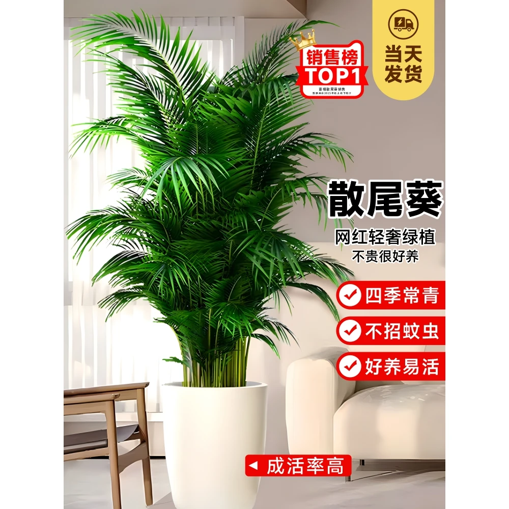 散尾葵植物盆栽客厅大型绿植室内办公室好养凤尾竹盆景天堂鸟花卉