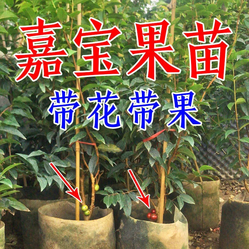 嘉宝果树苗正宗树葡萄四季艾斯卡南北方可种植带土带叶当年结果树