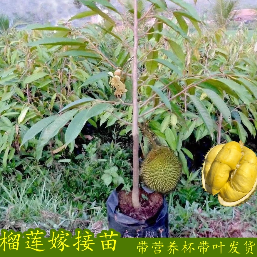 榴莲树活苗嫁接果树苗金枕榴莲苗南方种植菠萝蜜苗盆栽猫山王地栽